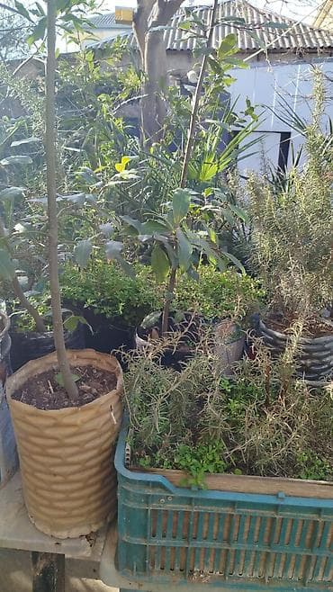 продажа комнатных растений: Satılır: Açıq hava üçün dekorativ bitkilər (qablarda və torpaqdan — 6