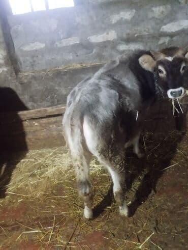 peleng sekili: Satışda cavan buzovlar - Növ: iri buynuzlu heyvan, cavan buzovlar - — 3