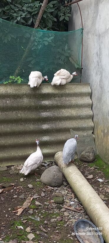 at yəhər: Toyuq, Damazlıq — 4