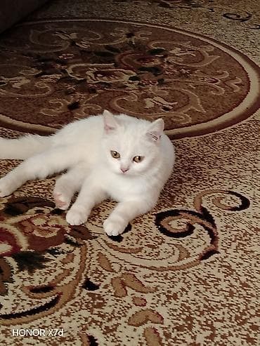Кошки: Ağ tüklü sarı göz Van Kedisi cinci ev pişiyi - Tam ağ rəngli, yumşaq — 4