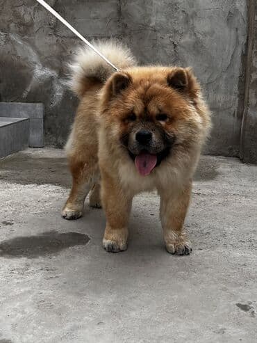 labrador retriever satilir: Çau-Çau, 7 ay, Erkek, Sənədli — 4