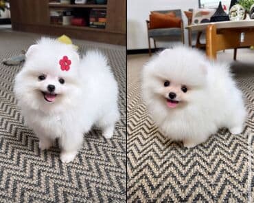 Chevrolet: Шпиц, С прививками, Самовывоз — 1