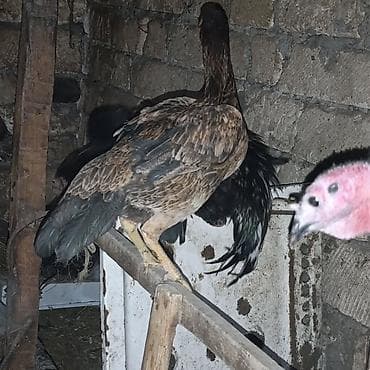 Toyuq, Damazlıq, Ödənişli çatdırılma