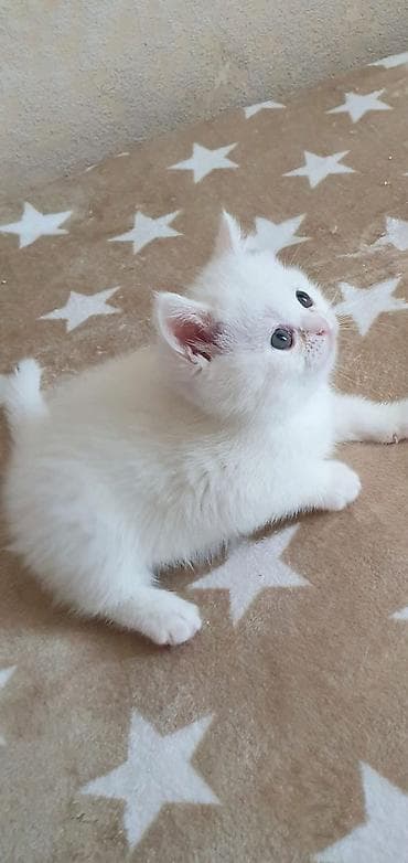 pişik siyam: Ağ rəngli balaca pişiklər – yumşaq, tüklü və mavi-boz gözlü — 6