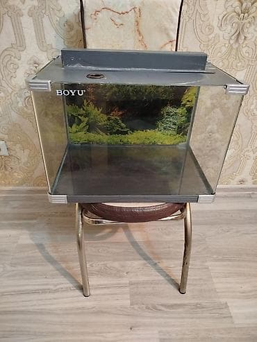 heyvanlar: BOYU şüşə akvarium idyal veziyetdedi Aval Akvarum işlenmişdi - — 4