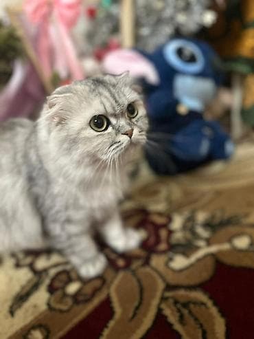 Digər heyvanlar: Şotland yastı qulaq, Dişi — 7