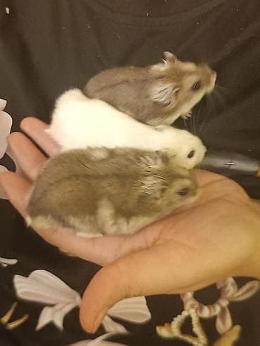 Gəmiricilər: Hamsterlər – cırtdan növ (cütdən və ya ayrı-ayrılıqda) 30 ədətdi - — 6