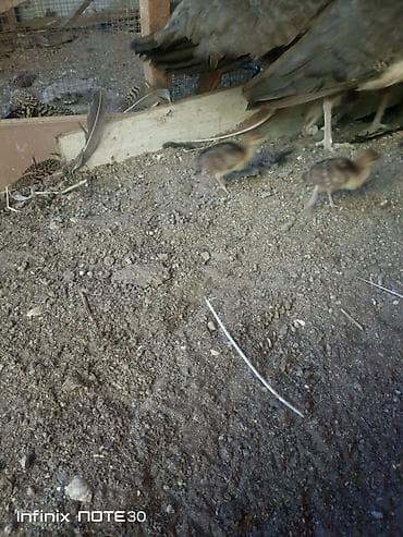 Tovuz quşları: Tovuz quşu balası satılır — 2