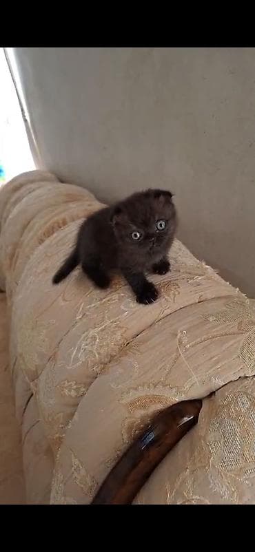 ucuz ev iti: Dişi — 3