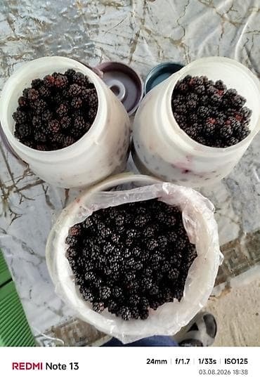 Təzə yığılmış böyürtkən - Böyük dənəli, ətirli və şirin-turş dadlı lalafo.az -da Təzə yığılmış böyürtkən - Böyük dənəli, ətirli və şirin-turş dadlı