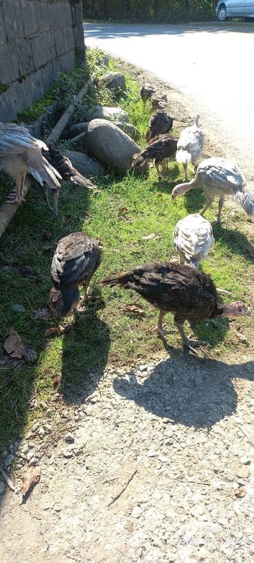 ingilis setter it cinsinin digər adı: Erkək, Damazlıq — 10