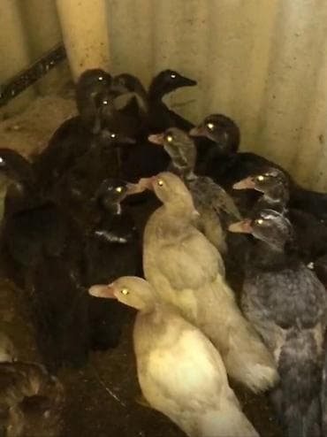 ordək: Hazir 2ay 15 günlük balaları yerim olmadığı üçün dəyərindən ucuz — 1
