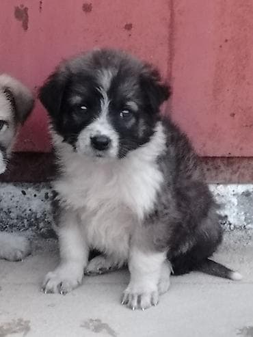 İtlər: 1 ay, Erkek, Pulsuz çatdırılma — 2