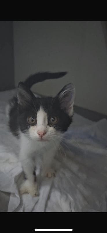 lalafo pisik satisi: Erkək, Yaxşı əllərə, Pulsuz çatdırılma — 4