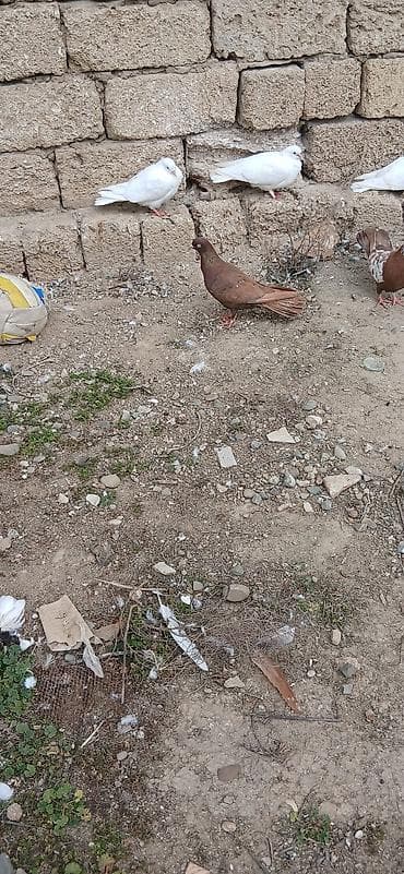 gence quşlar: Qırmızı agdımdıy agı yoxdu 17tukdu erkey mayalıgın bılmırem qıymet — 1