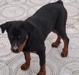 корм для собак баку: Rottwelier
6 aylıqdı — 3