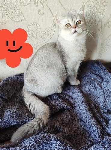 pisik sekli: Şotland, Dişi, Ünvandan götürmə — 1