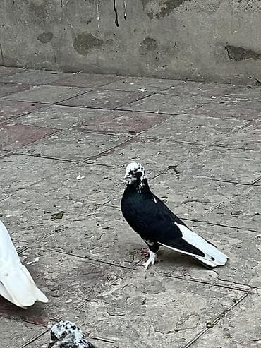 Ag quyruq erkekdi unvan sabuncu .saglam bala veren heyvandi — 2