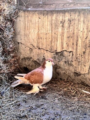 ucuz goyərcinlər: Məhsul: Qanadlı ev heyvanı – saqqallı, lələkləri ayaqlı bəzəkli — 8