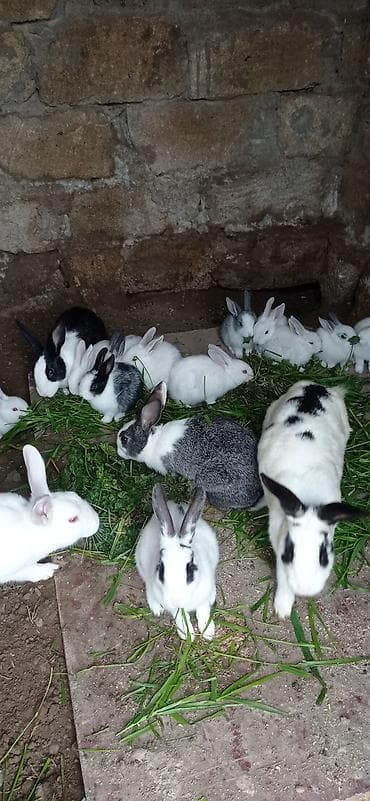 Satılır: Ev şəraitində bəslənən dovşanlar - Növlər: Ağ, qara-ağ