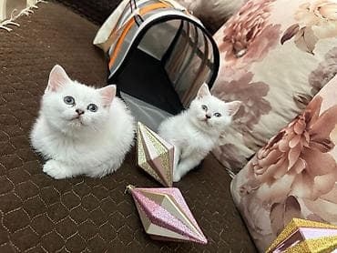 Digər heyvanlar: Yaxşı əllərə — 4