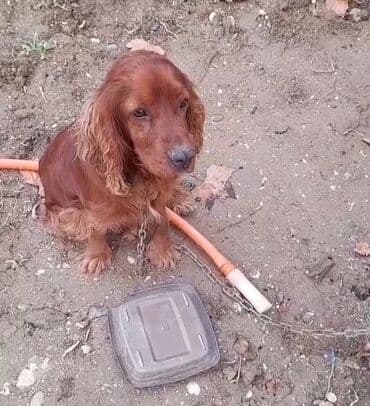 koker spaniel satilir: Koker spaniyel — 4