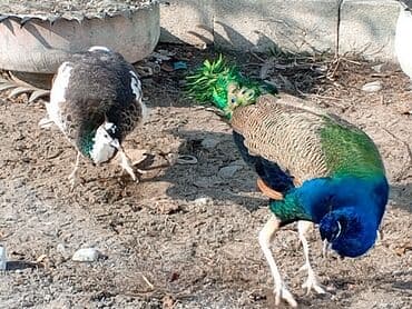 cins buzovlar: Məhsul: Təbiət guşəsi və ya fərdi təsərrüfat üçün tovuz quşları (1 — 6