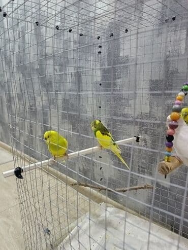 кольчатый попугай цена: 1 ədəd - 20 manat Sevgi və qayğı göstərə biləcək insanlara dalğalı — 6