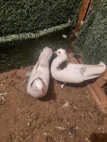 goyərcin satılır: Məhsul: Ev göyərçinləri tecili satilir 6 cutdu bir tek baldir istoyen — 6