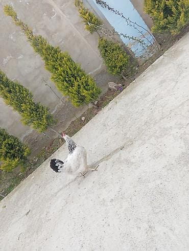 quru corek: Yumurtalıq və ətlik kənd toyuqları – qarışıq sürü. TECIli imumi 80 — 10