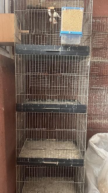 kreditle it satisi: Qəfəs 4 mərtəbəlidi idealdı amadin və papuqay saxlamaq mümkündür — 3