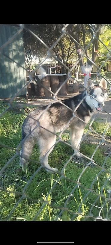 xacmaz heyvan bazari: Xaski — 2