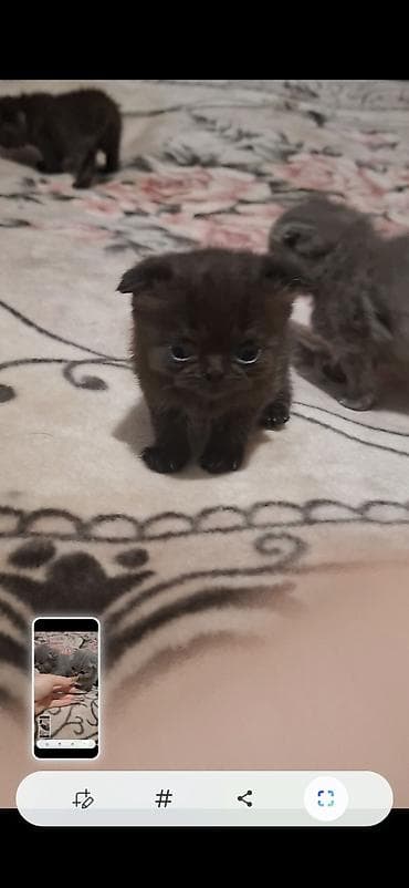 Собаки: Шотландская — 3