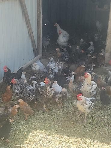afcarka iti qiymeti: Sifariş üçün yerli fermada bəslənən toyuqlar Məhsul təsviri: - Ev — 6