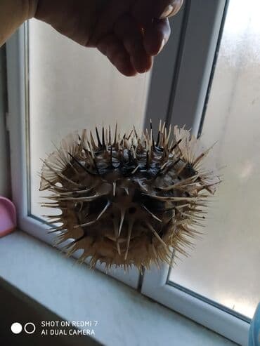 Şamdanlar: Рыба -еж рыба-шар чучело в наличии 2 шт — 5