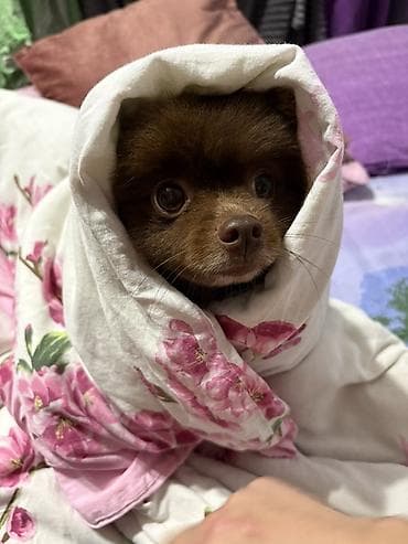 ros 308: Şpitz, 3 il, Erkek, Peyvəndli — 3