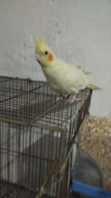 Boşqablar: Nimfa (Cockatiel) – sarı/albino ləkəli rəng - Növ: Nimfa papağanı — 2