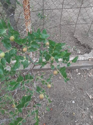 limon ağacı satışı: İydə və innab tingləri .Ünvan Bilgəh.Razılaşma yolu ilə.Ağacların — 9