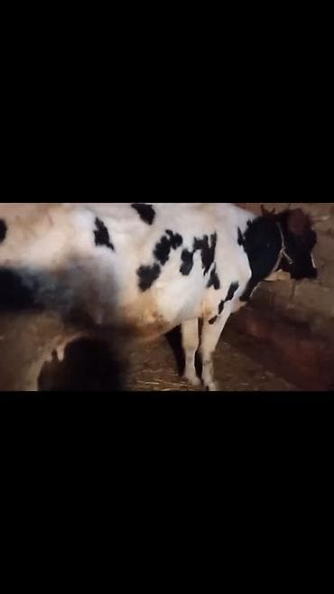 Yemlər: Temiz ivanofka 2 ci qarina iri balali ozude bogazdi 3 cu qarina 5 ay — 1