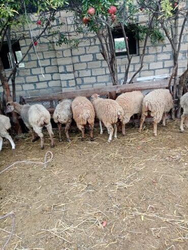 cins ineklerin satisi 2019: Qoyun quzu damazliq — 5