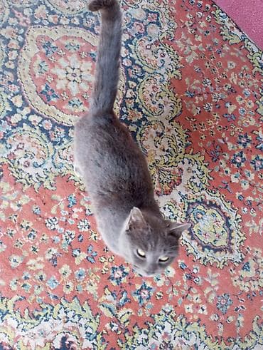 Собаки: В добрые руки — 3