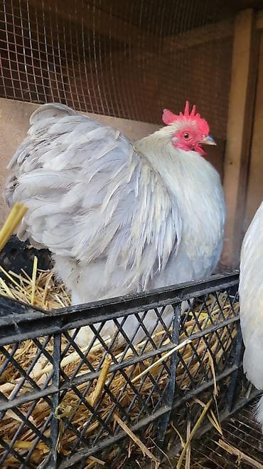 xaski balalari satilir: Karlik koxin cütü 100m - Növ: dekorativ bantam tipli xoruz — 2