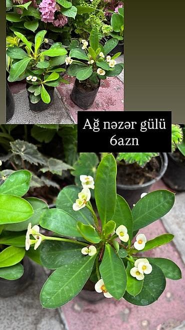 bezek bitkileri: Şəkilləri çevirərək baxın, bitkilər çoxdur. Ünvan Şamaxinka — 9