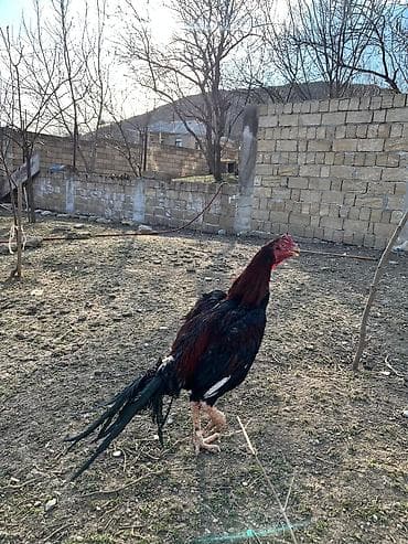 heyvan bazari itler: Xoruz, Heyratı, il: 2, Ünvandan götürmə — 4