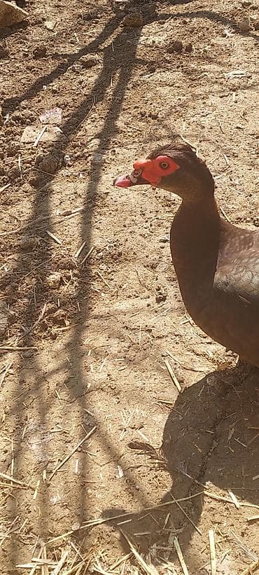 it bazari 2019: Lal ördək. Krasnadar. Erkək maya. 1 illik. Tam sağlam heyvanlardı — 4