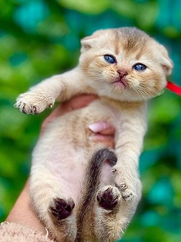 dişi quzu: Britan, Dişi — 5