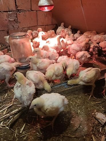 qırqovul cücələri: Toyuq cücələri, Ətlik — 1