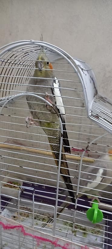 Heyvanlar: Nimfa tutuquşuları (cüt) - Növ: Nimfa (Cockatiel), daraqlı başlı — 2