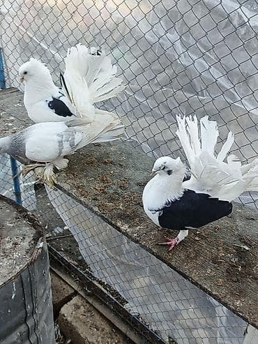 goyercin aliram: Satılır: dekorativ göyərçinlər super quşlardır Deyerinden ucuza — 7