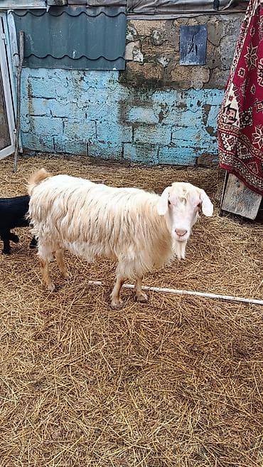 tap az keciler: Salam.sydlu keci 3 aydl dogub.butulka emcey.barter erkey — 3